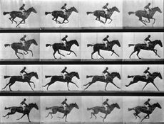 Séquence d'images capturant le mouvement d'un cheval